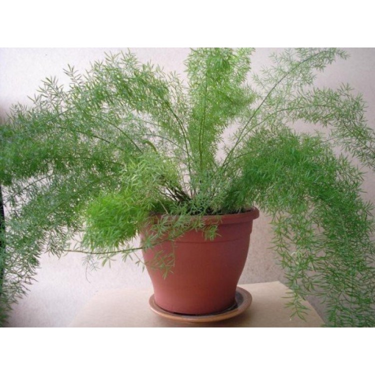 Как выращивать аспарагус