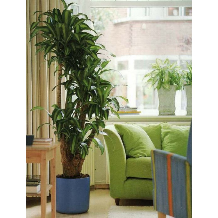 Houseplants for a unique interior