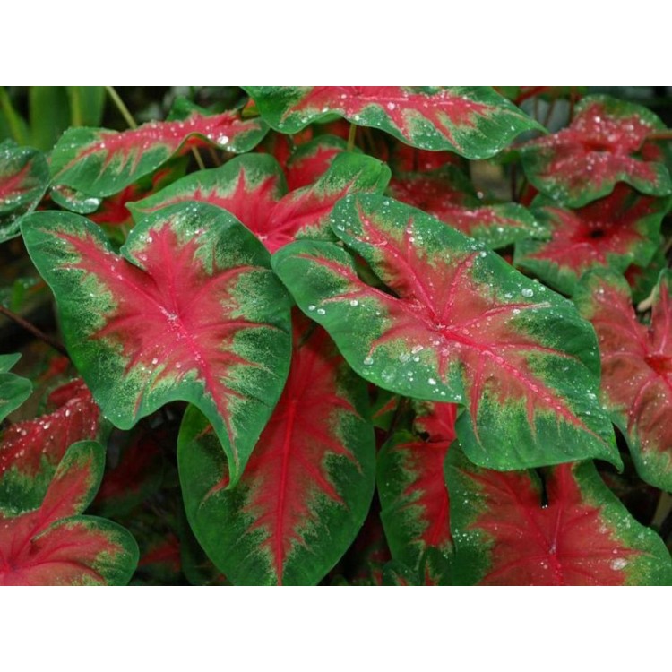 Как выращивать каладиум