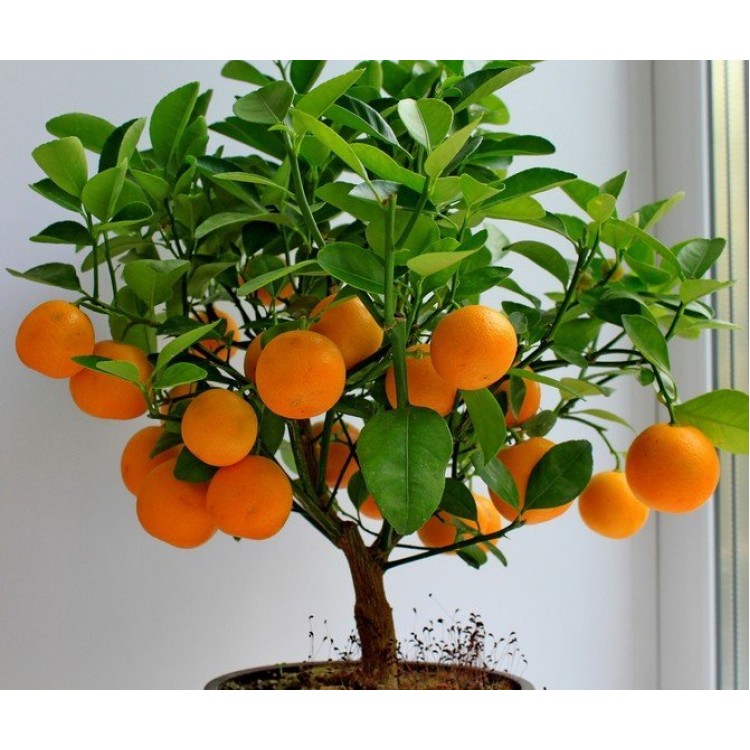 Как выращивать каламондин