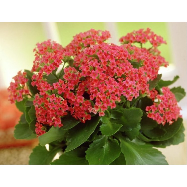 Growing Kalanchoe