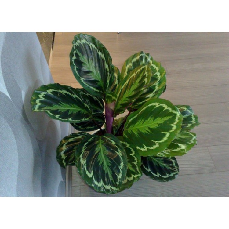 Growing Calathea
