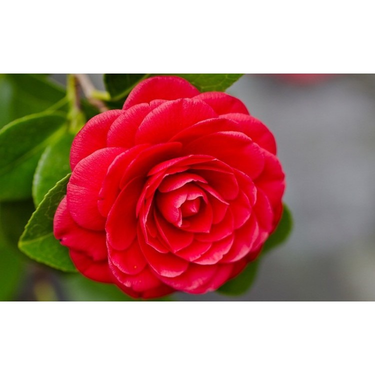 Growing camellia