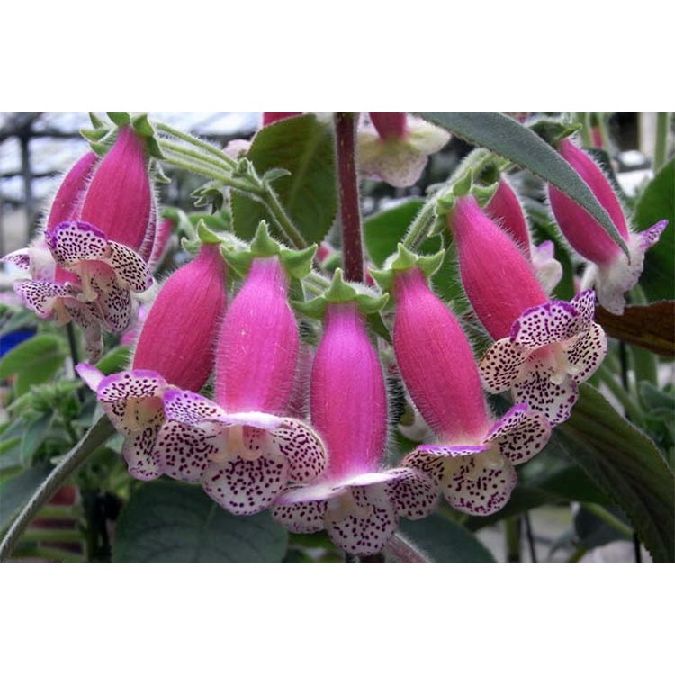 Как выращивать корелию