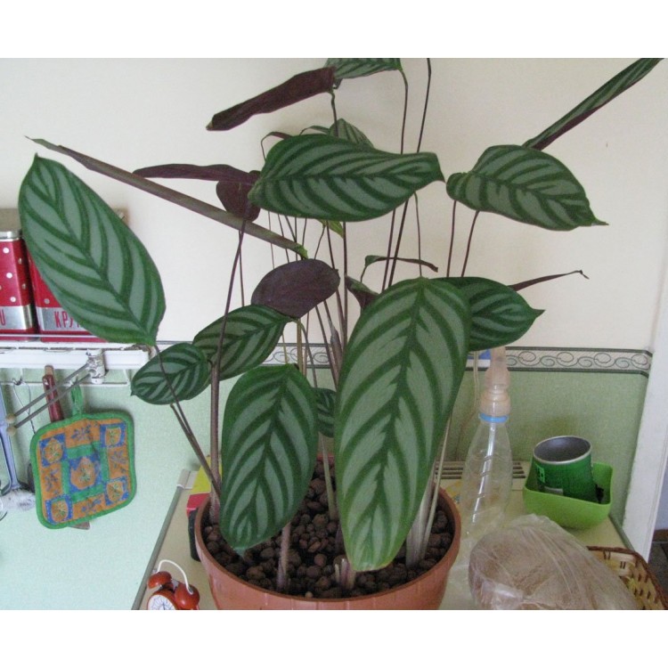 Как выращивать ктенанту