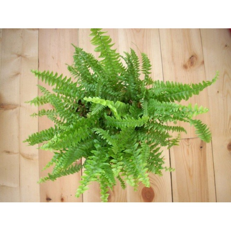 Fern cultivation and care Fern cultivation and care