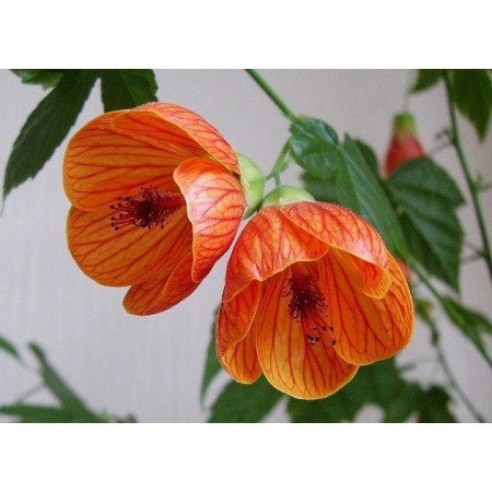 Growing abutilon