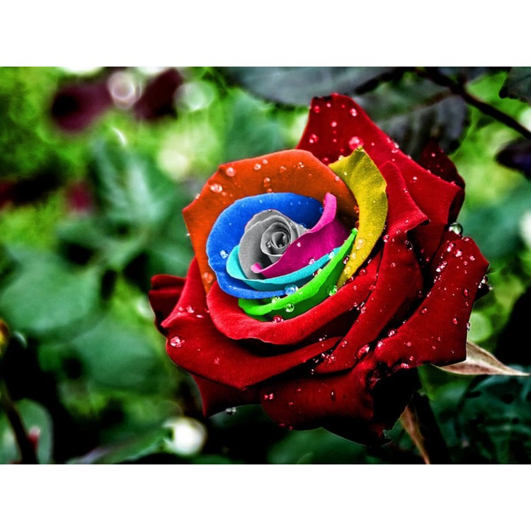 Как выбрать самые дорогостоящие сорта растений