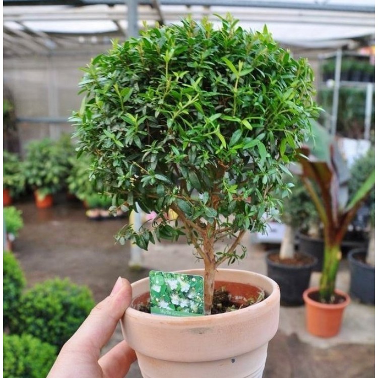 Как выращивать мирту