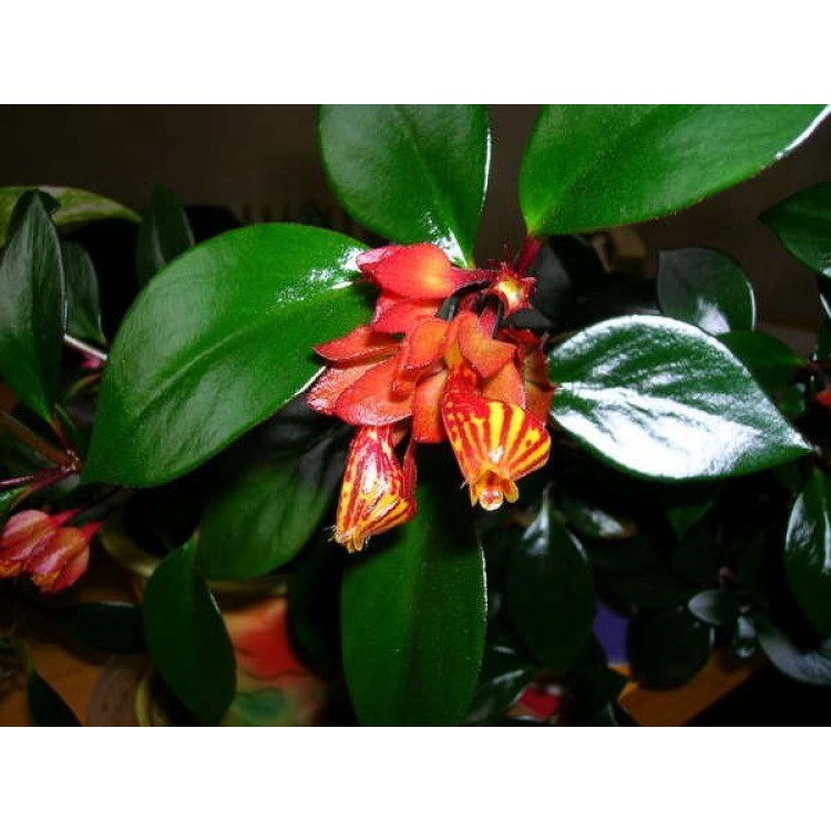 Как выращивать нематантус