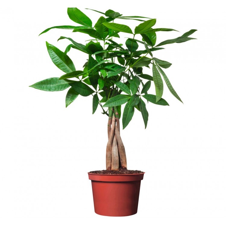 Как выращивать пахир