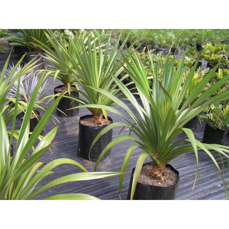 Как выращивать панданус дома