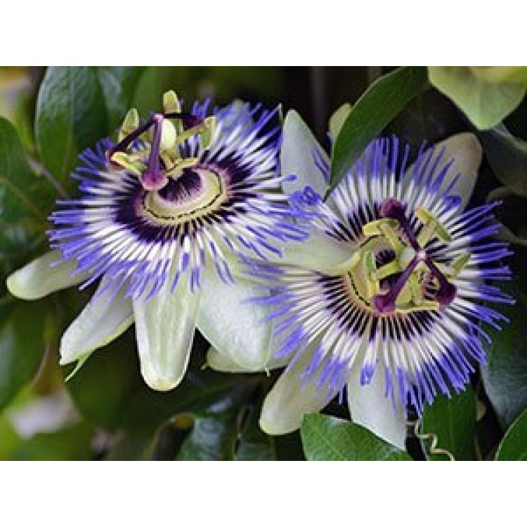 Как выращивать пассифлору