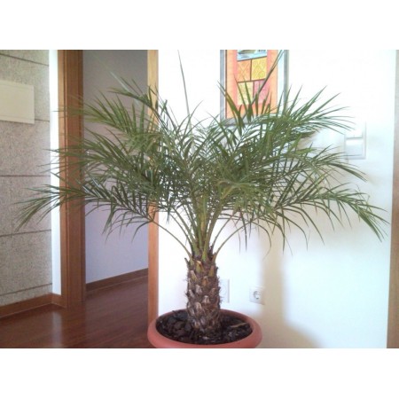 Финиковые пальмы для вашего дома