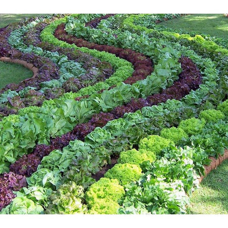 What plants grow at home What plants grow at home