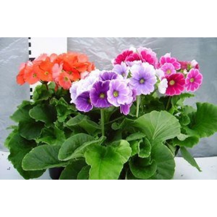 Growing Primrose