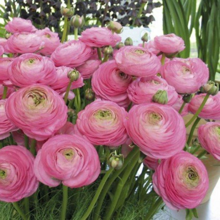 Growing ranunculus