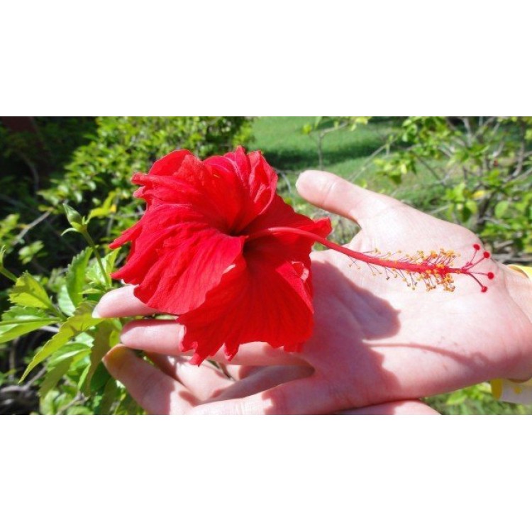 Как выращивать и применять в быту суданскую розу Как выращивать и применять в быту суданскую розу