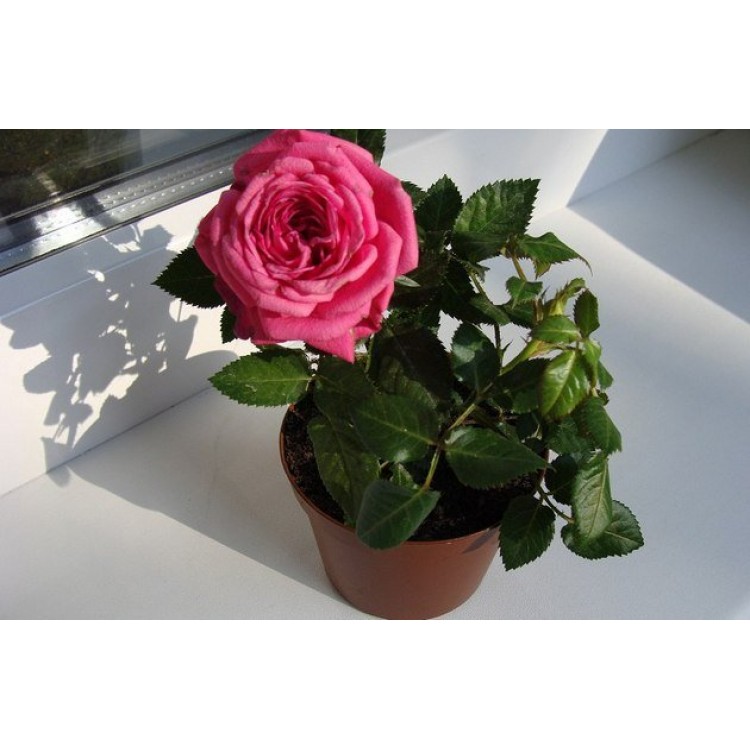 Как правильно ухаживать и выращивать домашние розы