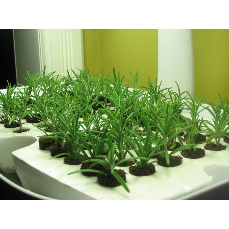 Как выращивать и ухаживать за розмарином