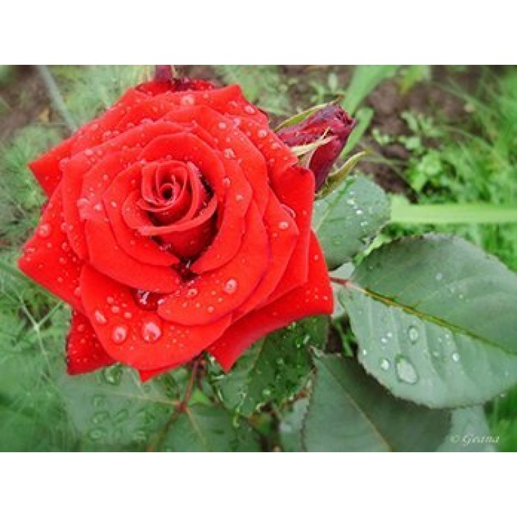 Как выбрать цветы и заказать с доставкой по СПб