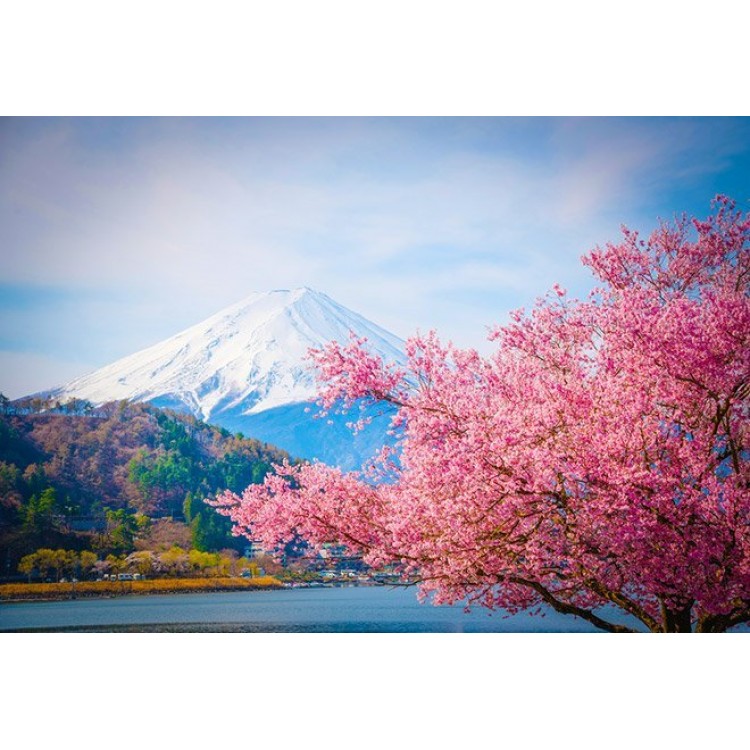 Сакура и особенности национального японского растения Сакура и особенности национального японского растения