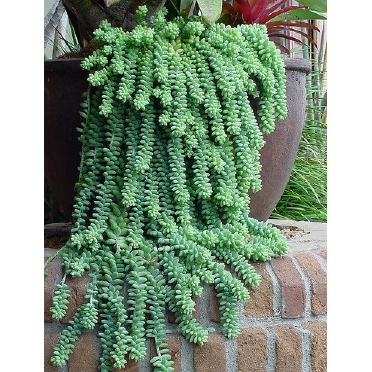 Growing Sedum at Home