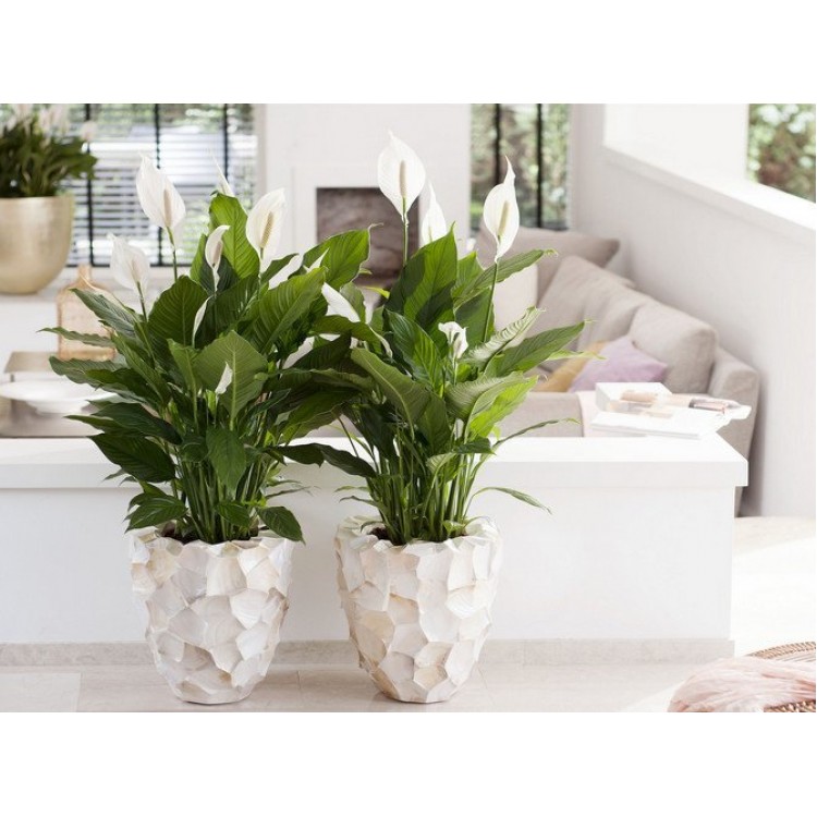 Как выращивать спатифиллум