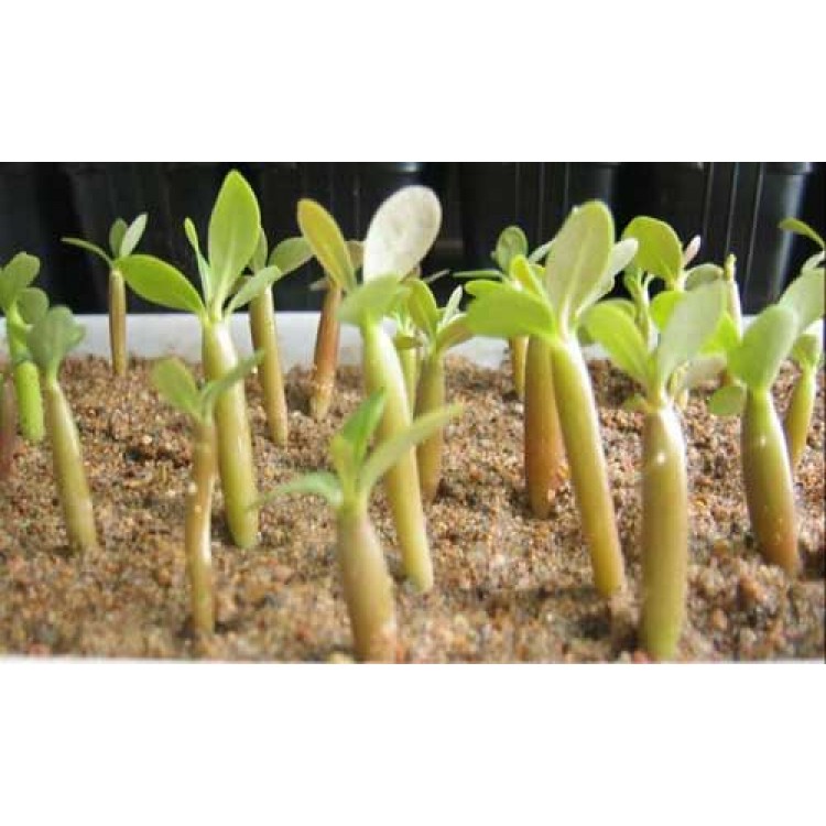 Rules for choosing growth stimulants