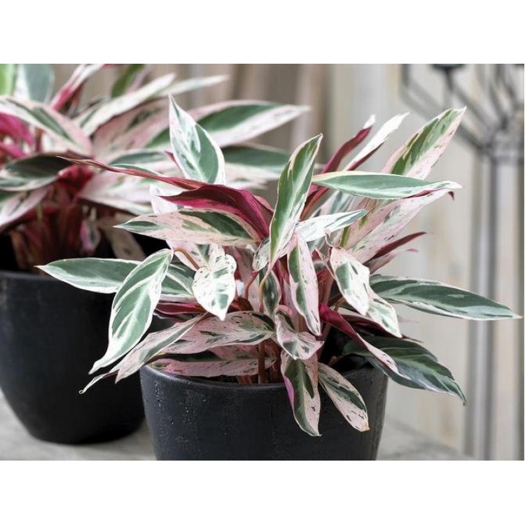 Как ухаживать и  выращивать строманту