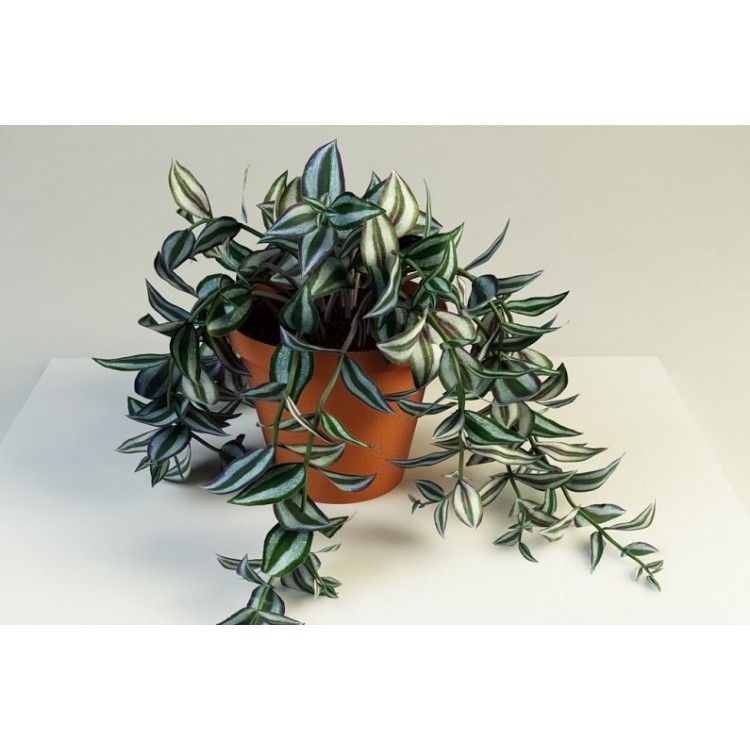 Как выращивать традесканцию