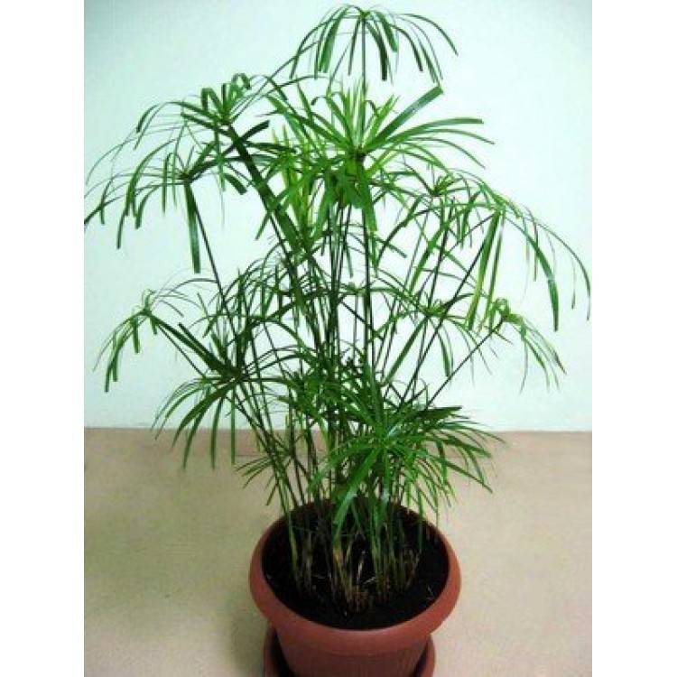 Как выращивать циперус дома