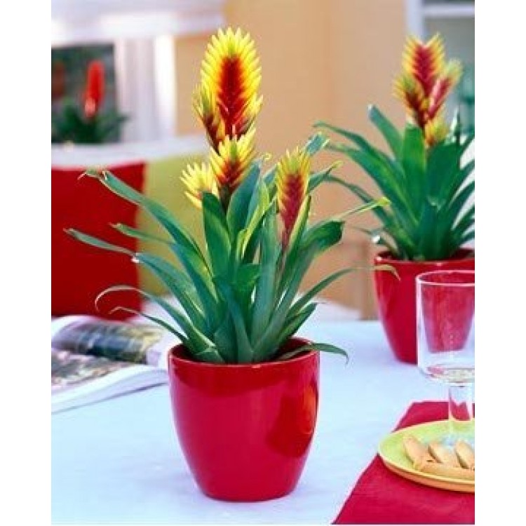 Growing Vriesia Growing Vriesia