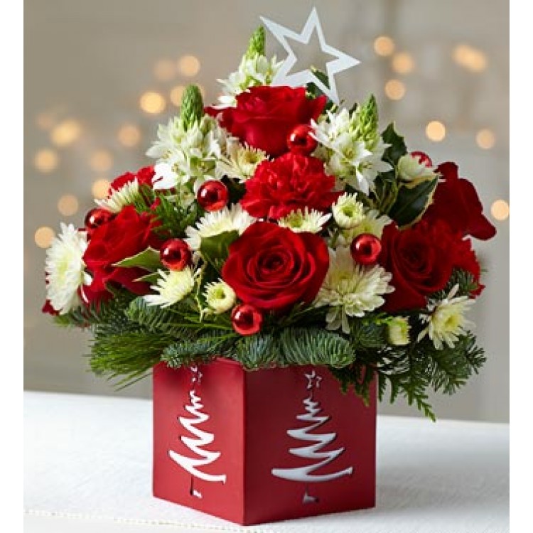 Как выращивать и ухаживать за зимними цветами