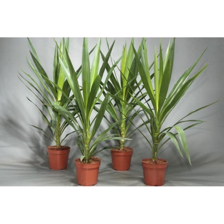 Как выращивать юкку