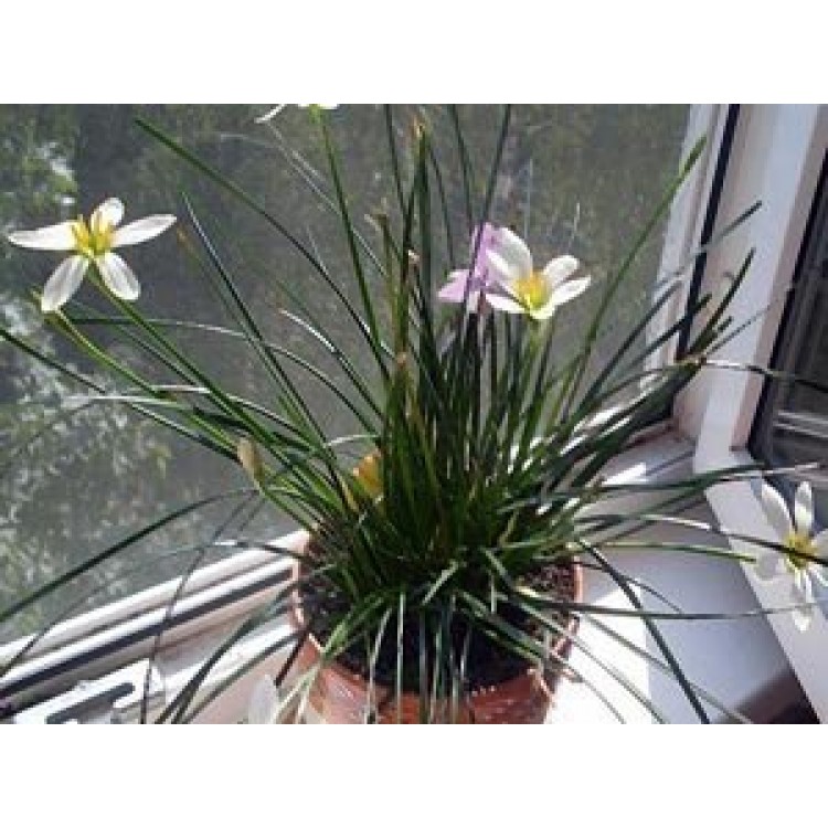 Как выращивать зефирантес