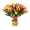 51 Tulips mix