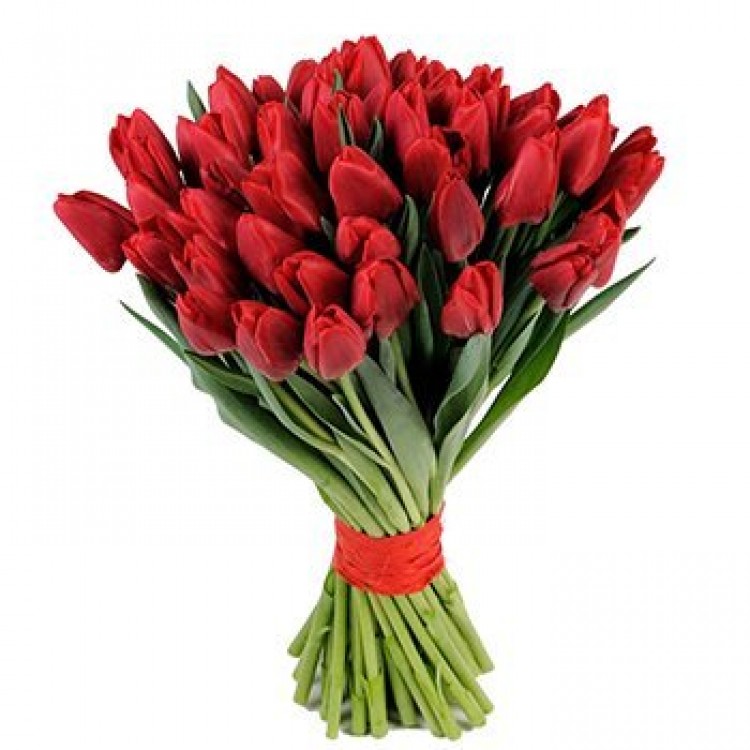 Sale 51 Tulips red