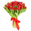 31 Tulips red 31 Tulips red