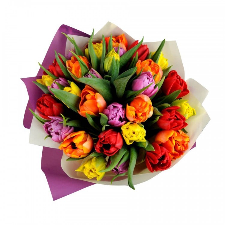 Sale 25 peony tulips