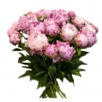 25 пионов Sarah Bernhardt